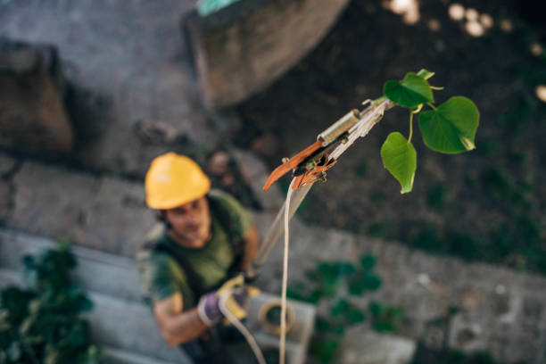 How Our Tree Care Process Works  in Old Jefferson, LA